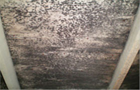 A picture of the outside of a room with a lot of birds flying around.